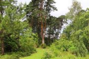 Fir Trees