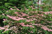 Flowering Cornus