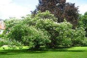 Gardens In Beze