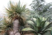 Agave