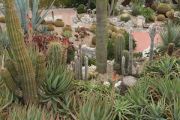 Cactus Collection