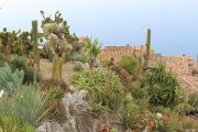 Cactus Garden