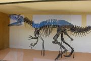 Dinosaur