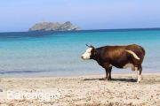 Barcaggio Beach Cow