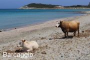 Barcaggio Beach Cows