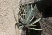 Cactus In  Wall